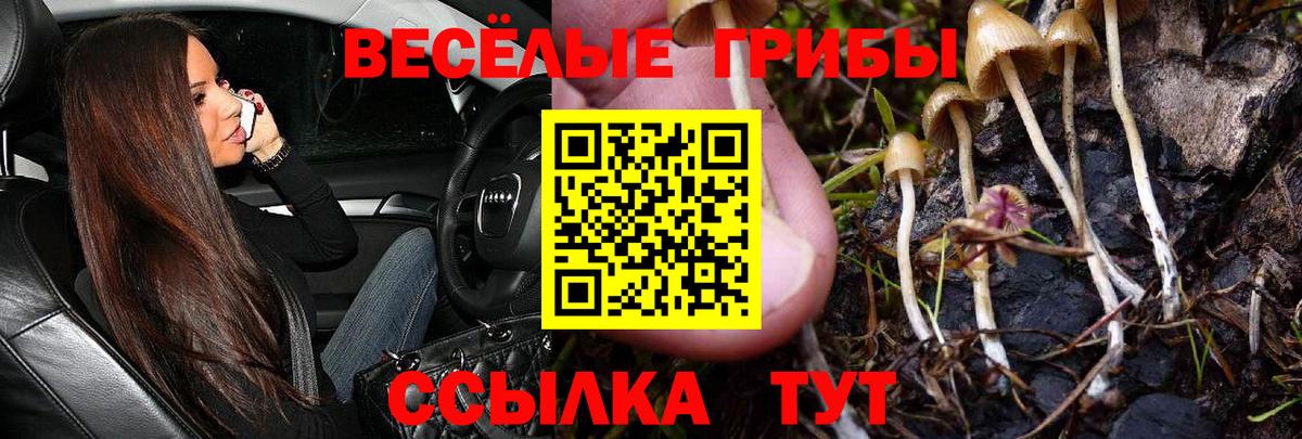 Галлюциногенные грибы Psilocybine cubensis  Вход с VPN  Тара 
